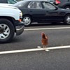 Bay Bridge Chicken is in Custody, "Well Fleshed"